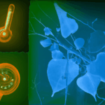 브라질의 기후 변화 대응 정책 발표로 본 지속 가능한 미래 전략